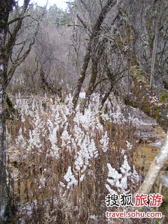 牟尼沟冬日芦苇