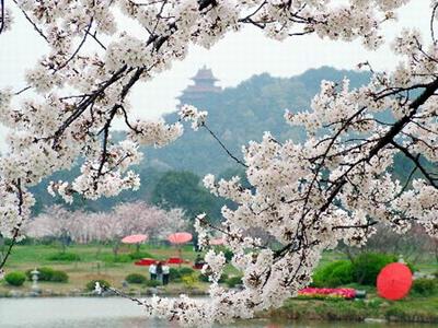 樱花之都透繁华