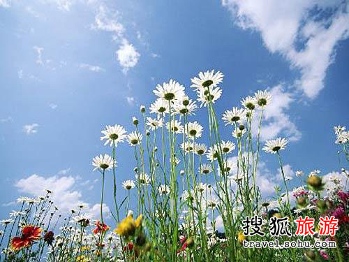 辉腾锡勒 草原的味道