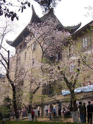 武汉大学赏樱花