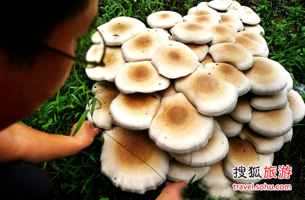 百菇观光采摘园