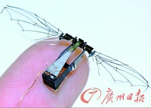 世界首款“机器苍蝇”试飞体重只有80毫克(图)